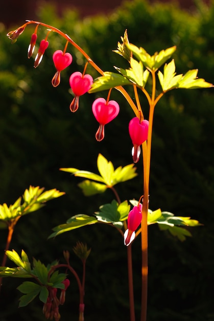 Рост цветка в форме сердца в саду. Заход солнца.