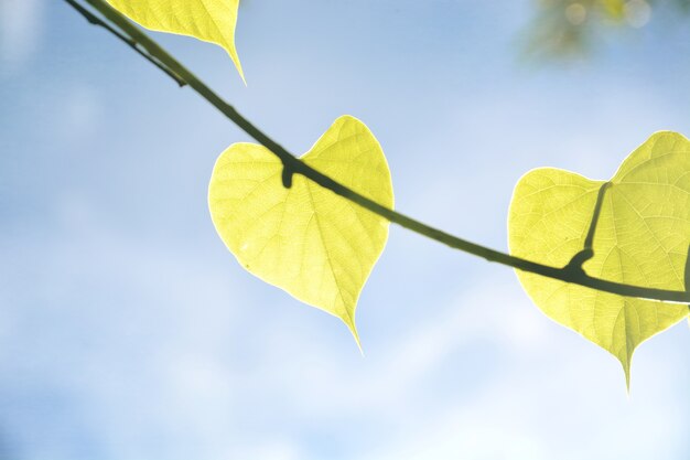 heart shape leaf 