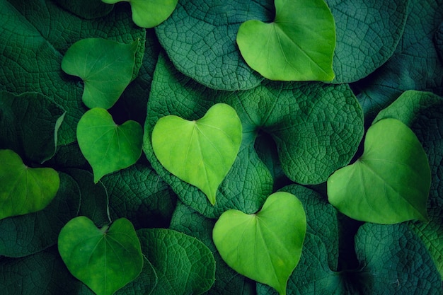 A forma di cuore di foglie verde chiaro contro foglie verde scuro per amore san valentino backgro Foto Premium