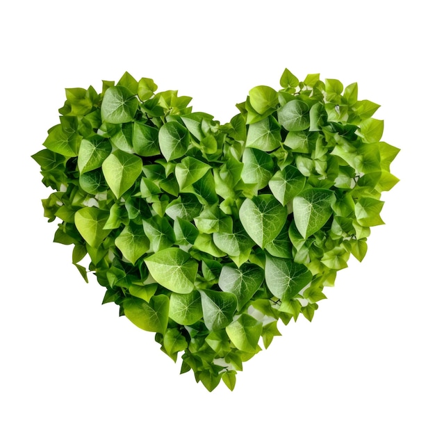 Heart shape made from green leaves isolated on white background