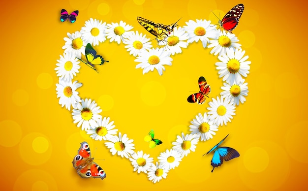 Heart shape made from white chamomile daisy flowers and butterflies