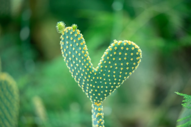Heart shaped cactus outdoors