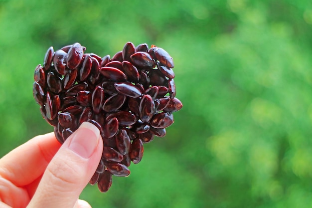 Heart Shaped Chocolate Coating Roasted Sunflower Seeds in Woman's Hand with Blurry Green Foliage