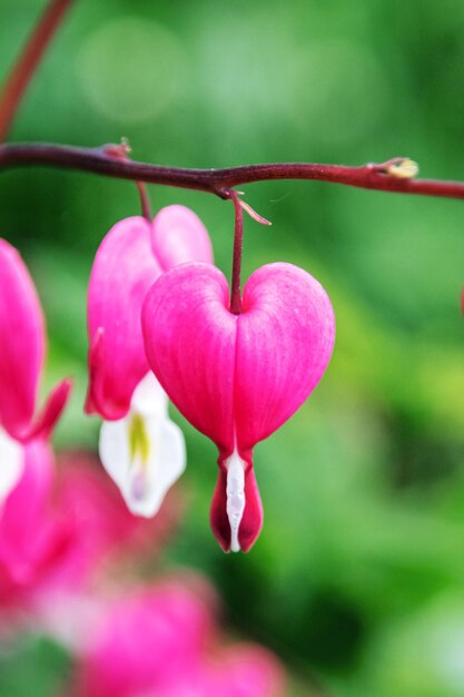 Heart shaped dicentra flower among green leaves