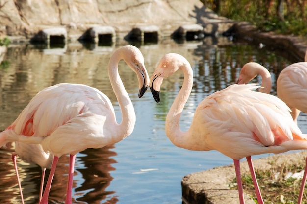Heart shaped flamingos near the pond closeup