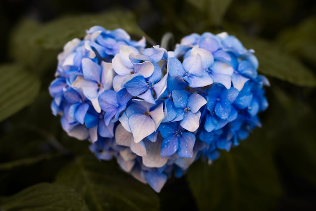 Heart shaped flower