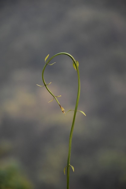 Photo a heart shaped grass in the shape of a heart