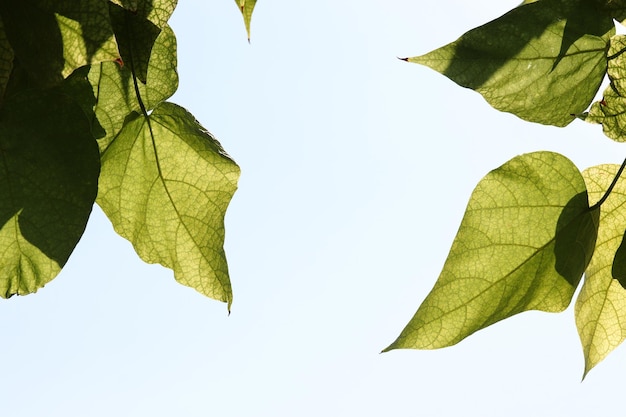 Heart shaped green leaves twig isolated white