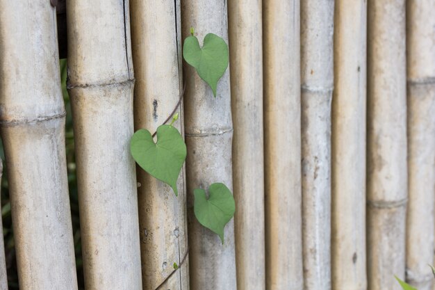 Heart shaped leaf on bamboo