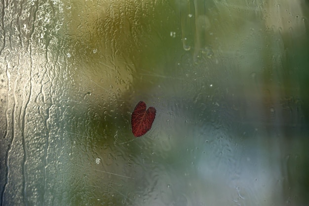 Лист в форме сердца на мокром стекле