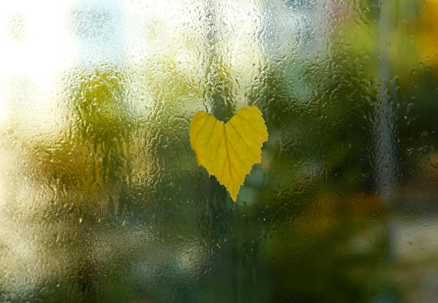 Heart shaped leaf on wet glass