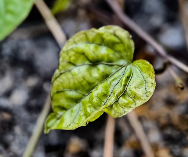 Heart shaped leaves macro shot in the morning