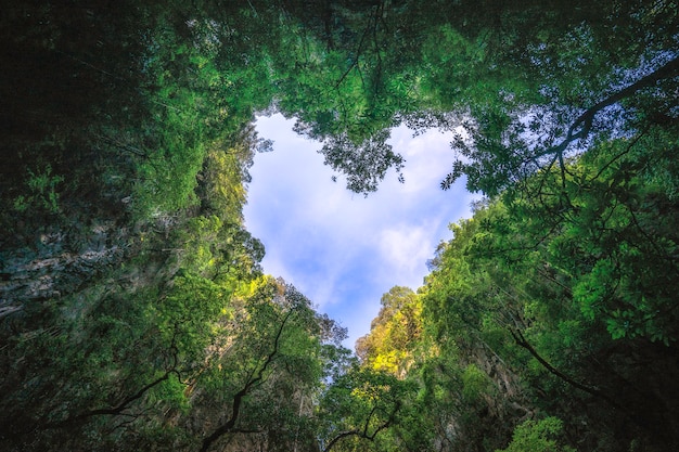 Photo heart shaped photography of sky in the rain forest. nature background.