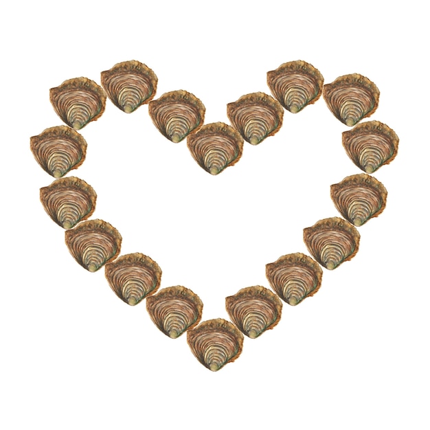 Photo heart with watercolor oysters on white surface