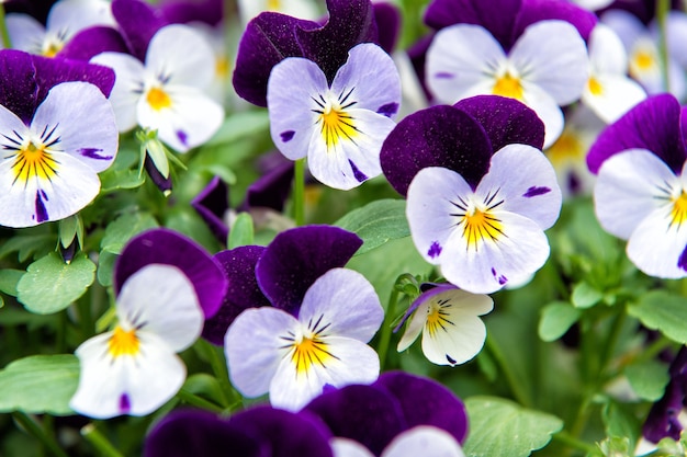 写真 ハートシーズビオラの花スミレ科スミレ科の顕花植物のビオラ属美しい