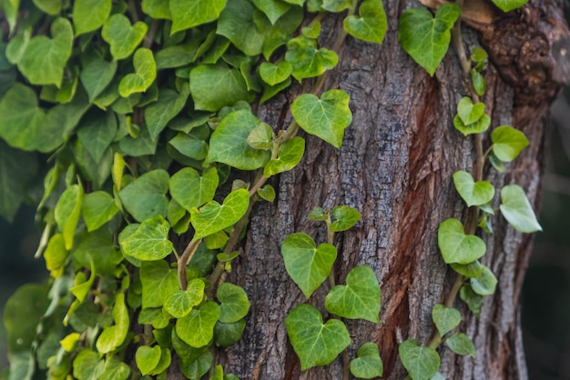 Heartshaped green leaves wrap around a tree close up