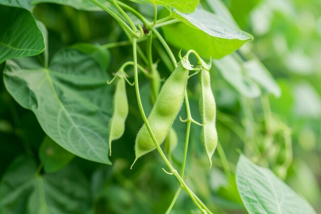 Photo hearty bean vigna generate ai