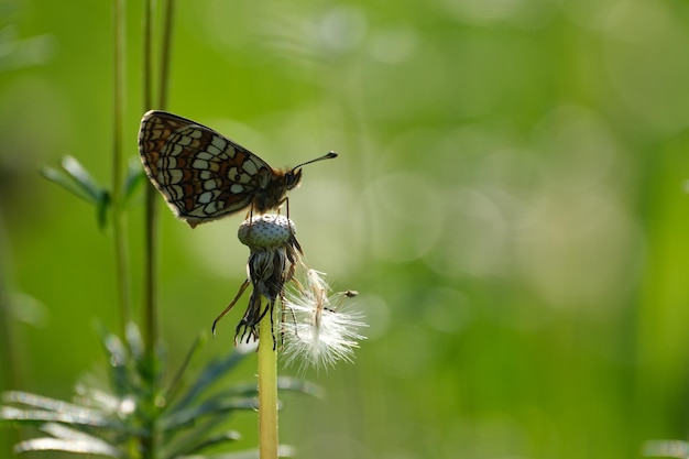 Фото Бабочка вереска fritillary на цветке одуванчика