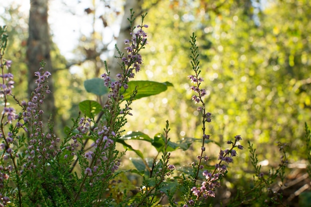 Heather flowers in September