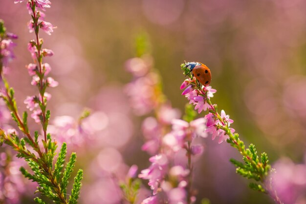 森の中の野生のヘザーの茂みにヘザーてんとう虫