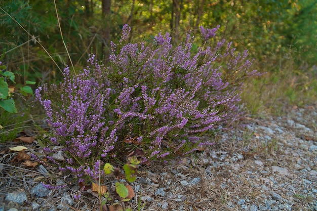 Heather on the roadside in Sweden Pink purple plants by the wayside during a hike on vacation