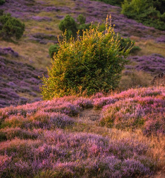 Heather sunset Heather in Rebild National Park Jutland Denmark