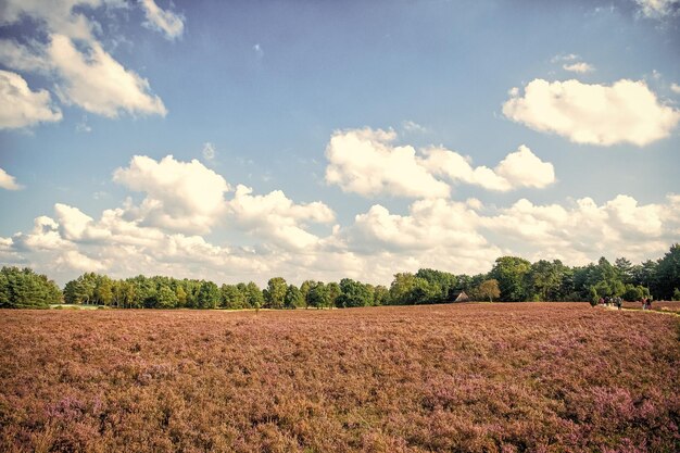 Heathland with flowering common heather calluna vulgaris and an oak in the lueneburg heath lueneburger heide in lower saxony germany autumn field and meadow concept