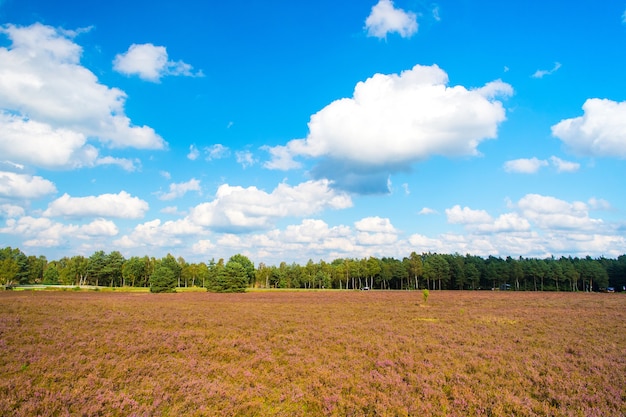 Heathland with flowering common heather (Calluna vulgaris) and an oak in the Lueneburg Heath (Lueneburger Heide) in Lower Saxony, Germany