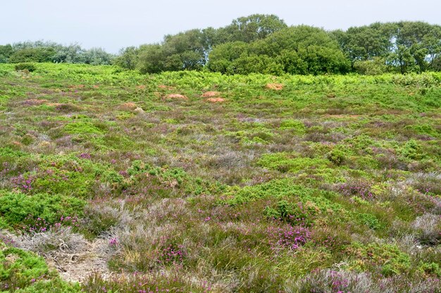 heathlands scenery