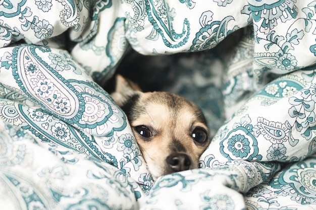 暖かい部屋 毛布の下で眠る犬 楽しい可愛いペット