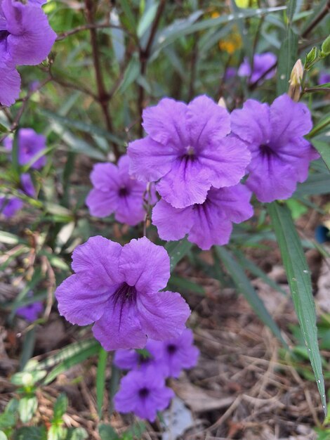 Heavens blessing flowers