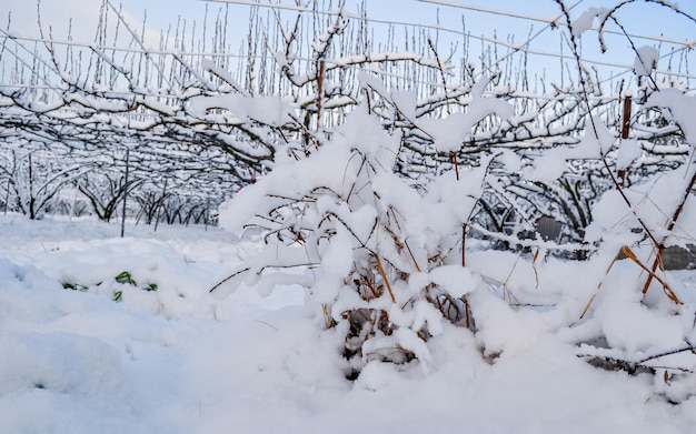 韓国の光州での冬のシーズン中の激しい降雪。