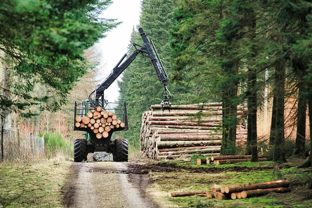 A heavy equipment loading huge logs in a trailer