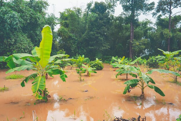 Heavy flood in garden of rural or countryside