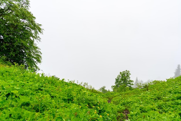 The heavy fog in the tropical mountian forest