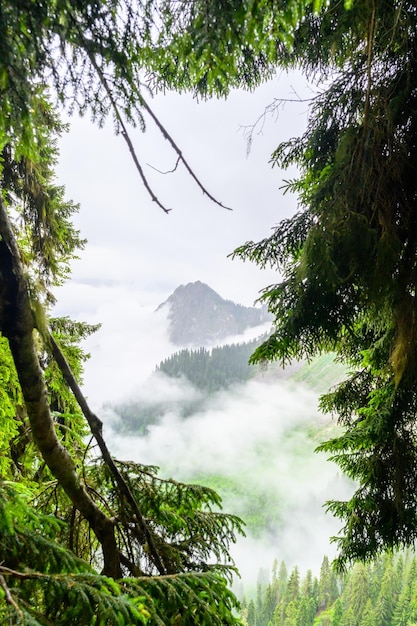 La fitta nebbia nella foresta montana tropicale