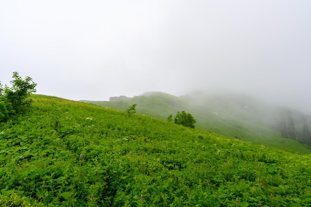 熱帯山の緑の森の濃い霧