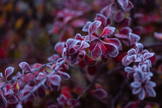 Heavy frost on red leaves and branch