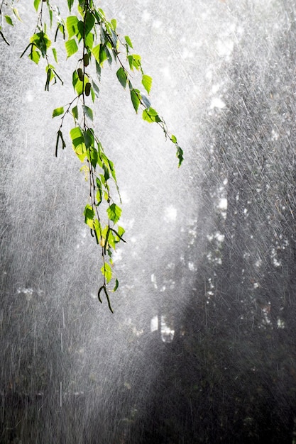 Heavy rain. drops on a birch branch. sun glare