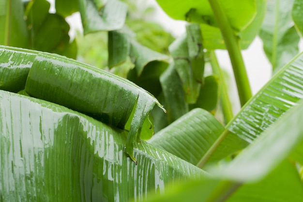 Heavy rain,  green banana leaves