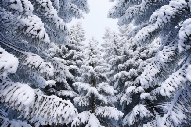 Heavy snow on pine branches