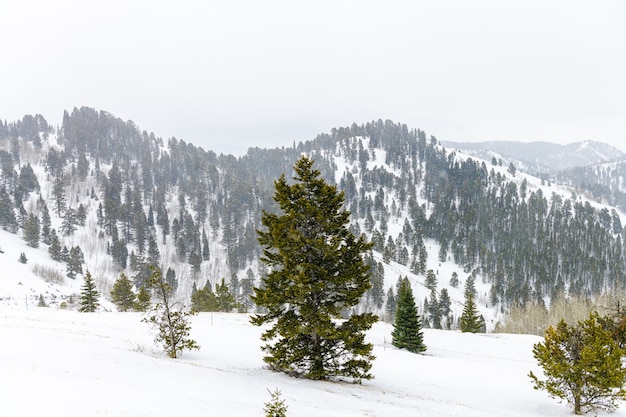 写真 米国ワイオミング州ジャクソンホールの山々の冬の大雪の天気