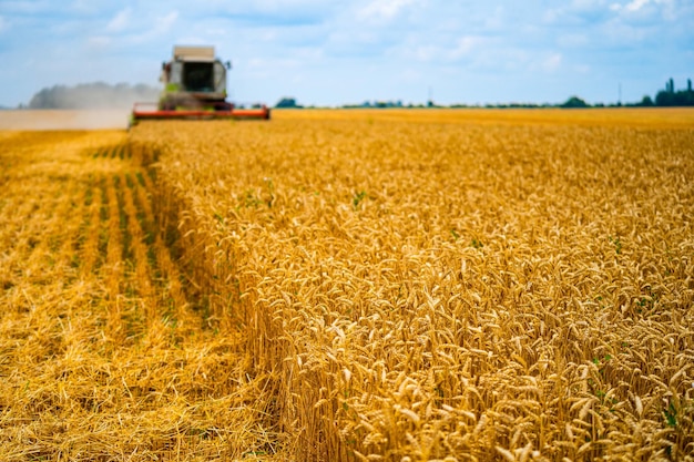 Tecniche pesanti nel campo di grano durante la giornata di sole mietitrebbia gialla che raccoglie grano secco processo di osservazione dell'agricoltore