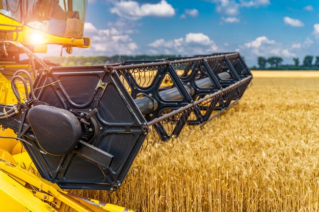 Heavy technics in wheat field yellow combine harvesting dry\
wheat farmer observing process selective focus