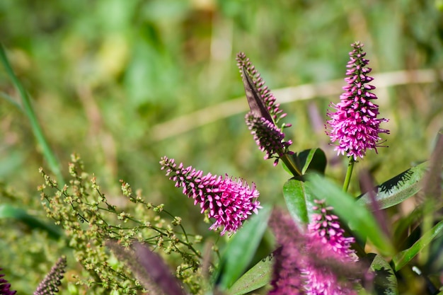 Hebe speciosa takken in het zonlicht