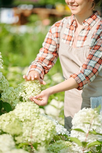 Hedendaagse jonge vrouwelijke tuinman in werkkleding die de bloesem van een nieuw soort witte hortensia aanraakt die groeit en bloeit in de kas