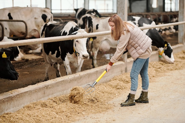 Hedendaagse vrouwelijke werknemer van een dierenboerderij die veevoer voor koeien zet door de paddock met vee terwijl ze tijdens het werk aan het gangpad staat