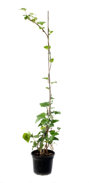 Hedera canariensis plant op wit