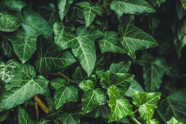 Hedera helix, common ivy. Evergreen vine, climbing flowering wild plant of the ivy genus in the family Araliaceae. Close up of dark leaves in garden, nature background, green natural wallpaper.