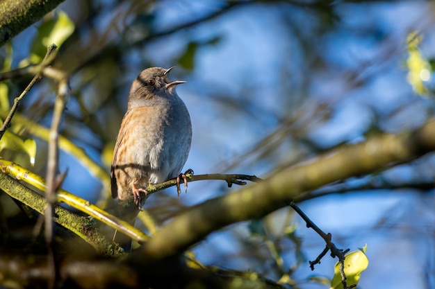 Hedge Accentor (Dunnock) in een haag in Sussex